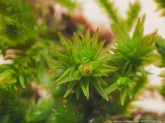 Orthotrichum pusillum