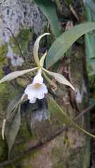 Trichopilia fragrans