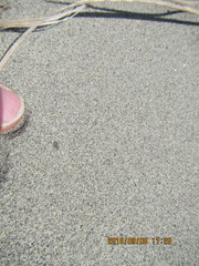 Anoteropsis litoralis