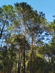 Pinus