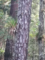 Pinus