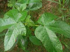 Cecropia peltata
