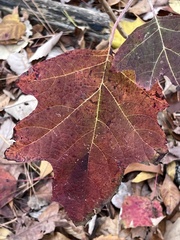 Hydrangea quercifolia