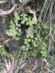 Adiantum chilense