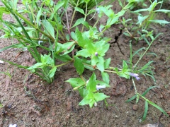 Lindernia dubia anagallidea