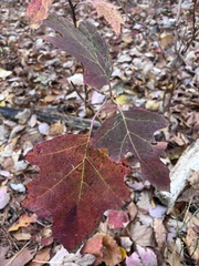Hydrangea quercifolia