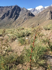 Berberis empetrifolia