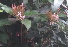Ixora coccinea