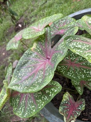 Caladium