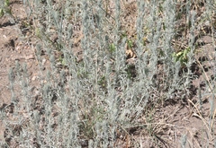 Artemisia campestris