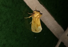 Cirrhophanus triangulifer