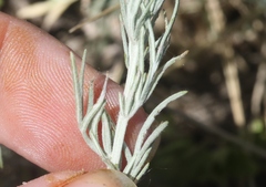 Artemisia campestris