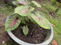 Caladium