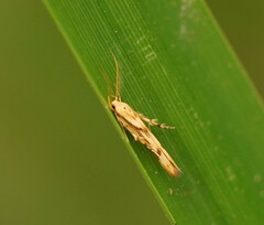 Stathmopodidae