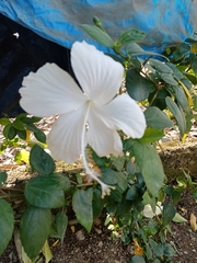 Hibiscus arnottianus