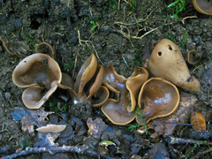 Otidea alutacea