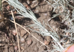 Artemisia campestris