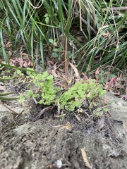 Adiantum chilense