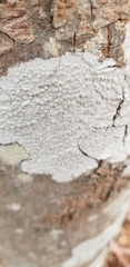 Lecanora caesiorubella