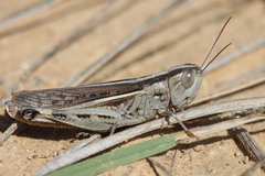 Ramburiella hispanica