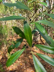 Cartrema americana
