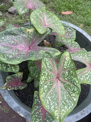 Caladium