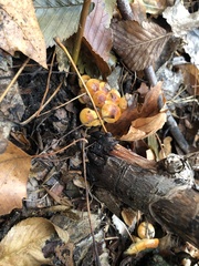 Flammulina velutipes
