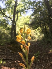 Chloraea gavilu