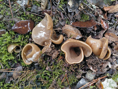Otidea alutacea