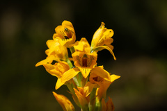 Chloraea gavilu