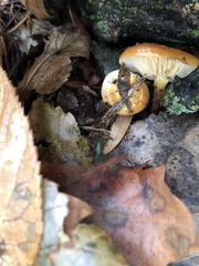 Flammulina velutipes