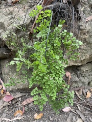Adiantum chilense