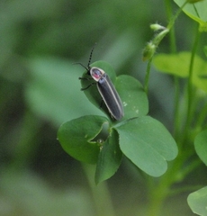 Photinus pyralis