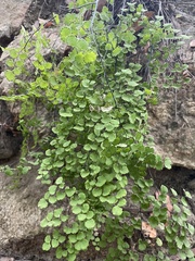 Adiantum chilense