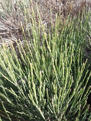 Cytisus oromediterraneus