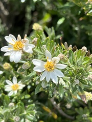 Chiliotrichum