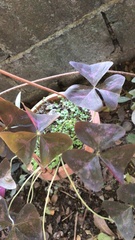 Oxalis triangularis