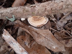 Trametes ochracea