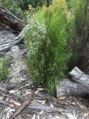 Callitris rhomboidea