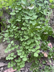 Adiantum chilense