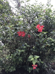 Hibiscus rosa-sinensis