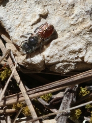 Osmiini