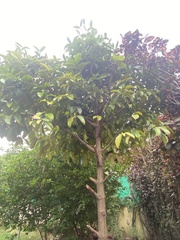 Syzygium malaccense
