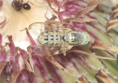 Terellia occidentalis