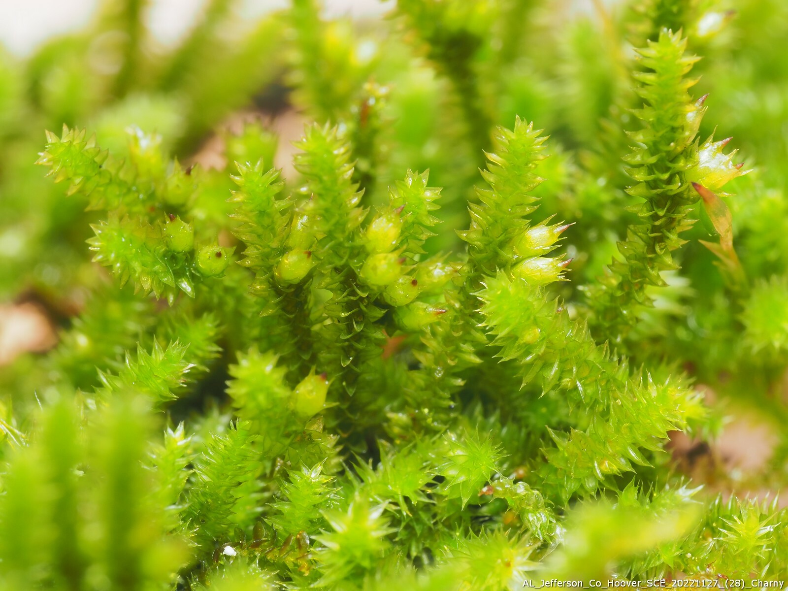 Cryphaea nervosa
