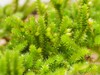 Cryphaea nervosa - Photo (c) Vitaly Charny, some rights reserved (CC BY-NC), uploaded by Vitaly Charny