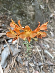 Alstroemeria ligtu simsii