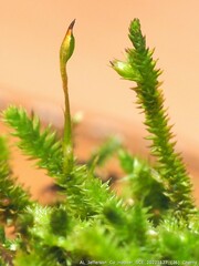 Cryphaea nervosa