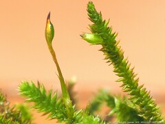 Cryphaea nervosa