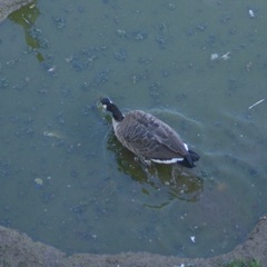 Branta canadensis